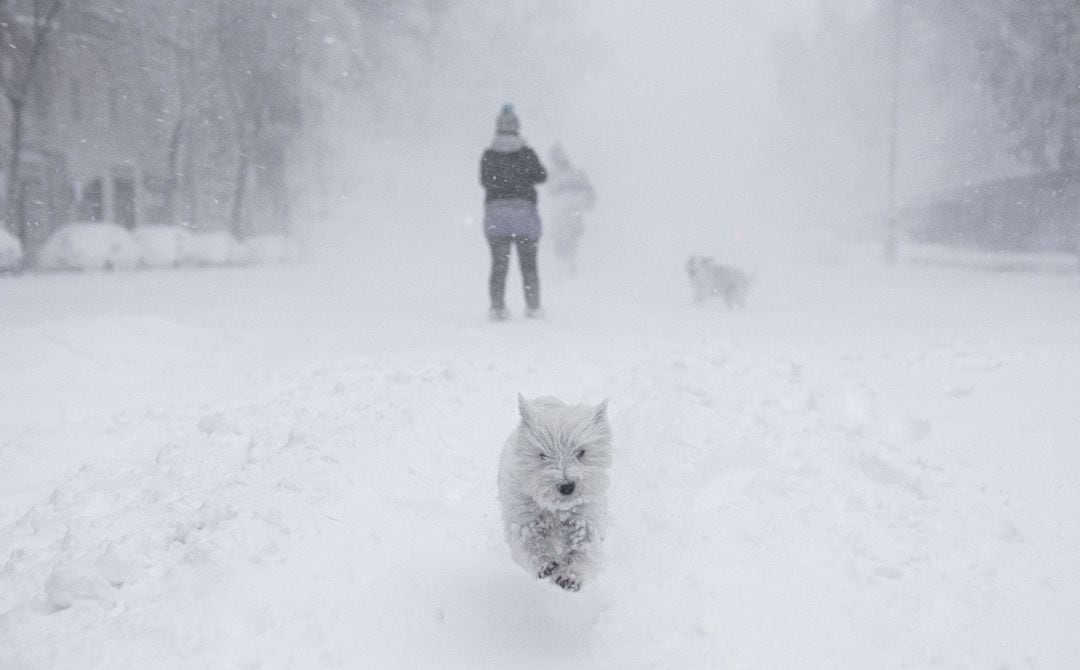 Un perro corre por la nieve.