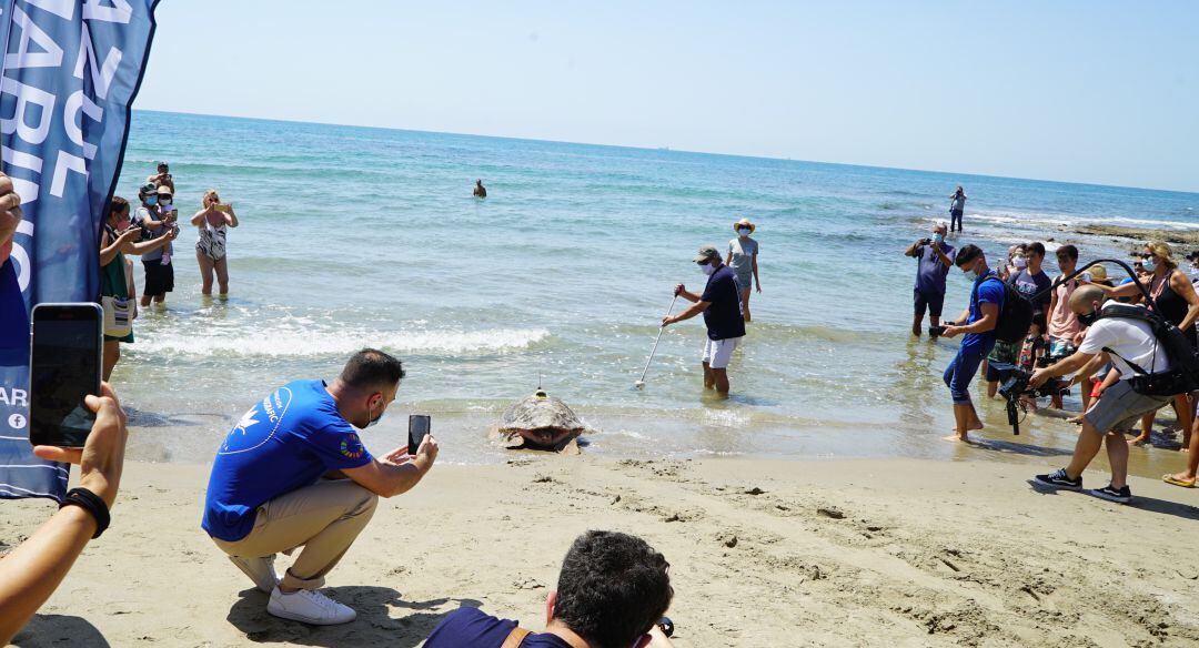 La Fundación Oceanogràfic y la Fundación Azul Marino han soltado este jueves un magnífico ejemplar de tortuga