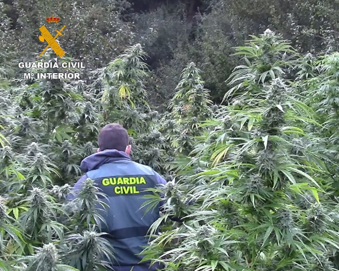Plantas de marihuana encontradas