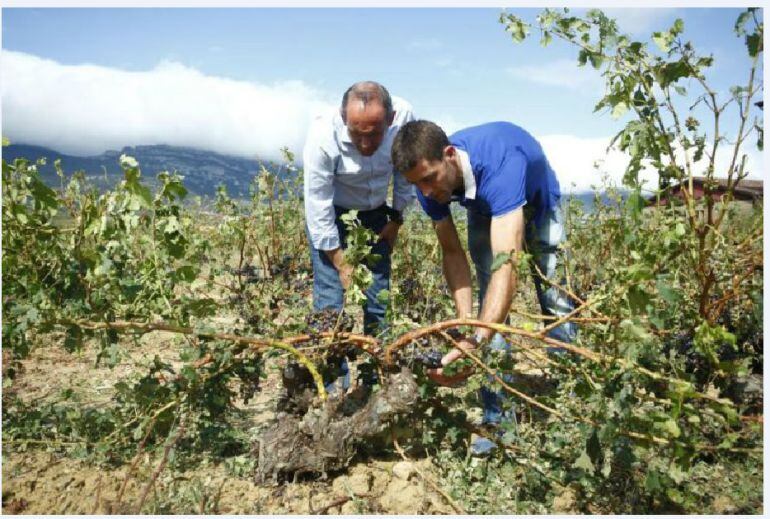 El cambio climático también afecta a los viñedos.