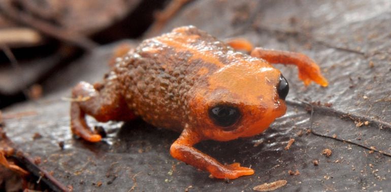 Esta nueva especie de sapo minúsculo se caracteriza por medir poco más de un centímetro.