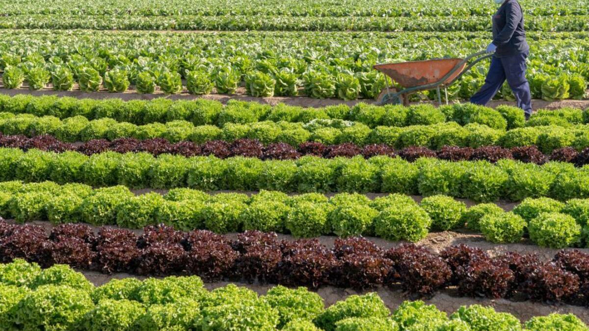 Diez años para conseguir la lechuga perfecta: así se buscan nuevas variedades de verduras y hortalizas
