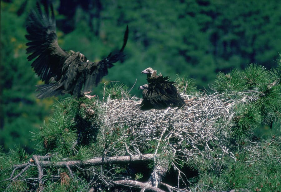 Los interesados podrán seguir en directo la anidación y el nacimiento de los polluelos de una colonia de buitres negros