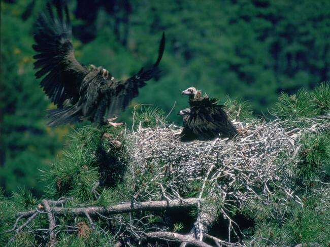 Los interesados podrán seguir en directo la anidación y el nacimiento de los polluelos de una colonia de buitres negros