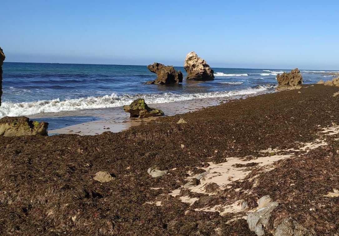 Alga invasora en playas de Tarifa