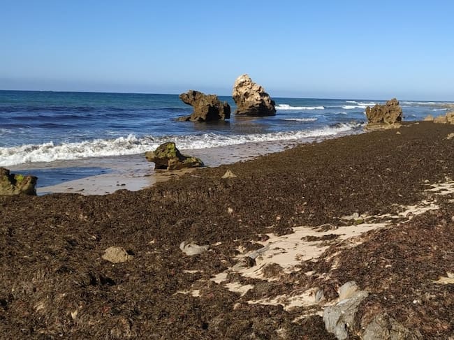 Alga invasora en playas de Tarifa