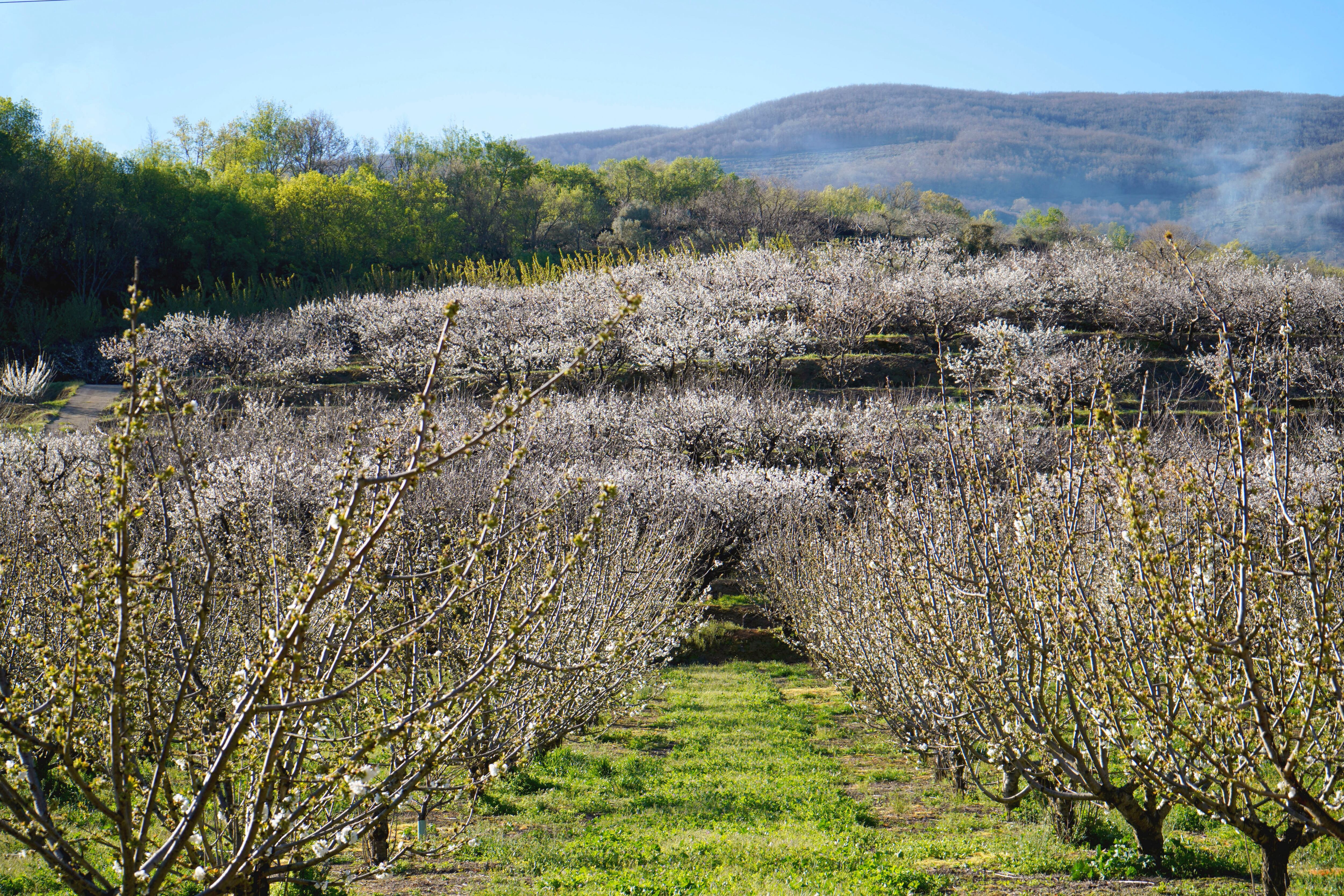 PLASENCIA (CÁCERES), 31/03/2025.- El valle del Jerte, en el norte de Extremadura, es famoso por la floración de los cerezos, un increíble espectáculo de más de un millón y medio de árboles que tiñen de blanco las laderas de esta comarca cacereña y cuyas flores anuncian la llegada de las afamadas cerezas y picotas jerteñas. La floración de los cerezos no se produce todos los años en las mismas fechas ya que depende de las condiciones meteorológicas que haya durante el invierno, aunque lo habitual es que se produzca durante la segunda quincena de marzo y primera semana de abril. A día de hoy, ya se pueden ver las primeras flores, no obstante, los técnicos de la Oficina de Turismo de la Mancomunidad del Jerte han señalado que por ahora son muy pocas. EFE/Eduardo Palomo
