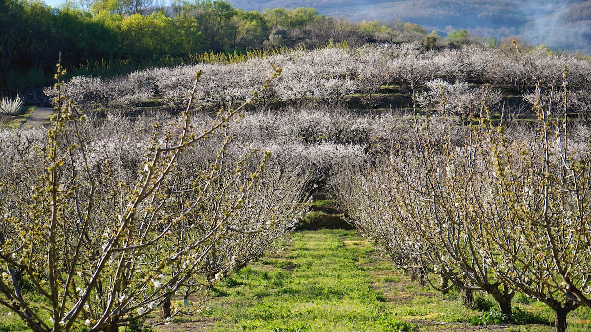 El setabense Sergio Iborra firma el cartel oficial del Cerezo en Flor del Jerte de 2026