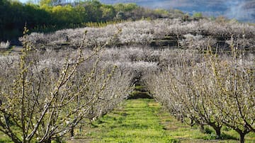 El setabense Sergio Iborra firma el cartel oficial del Cerezo en Flor del Jerte de 2026