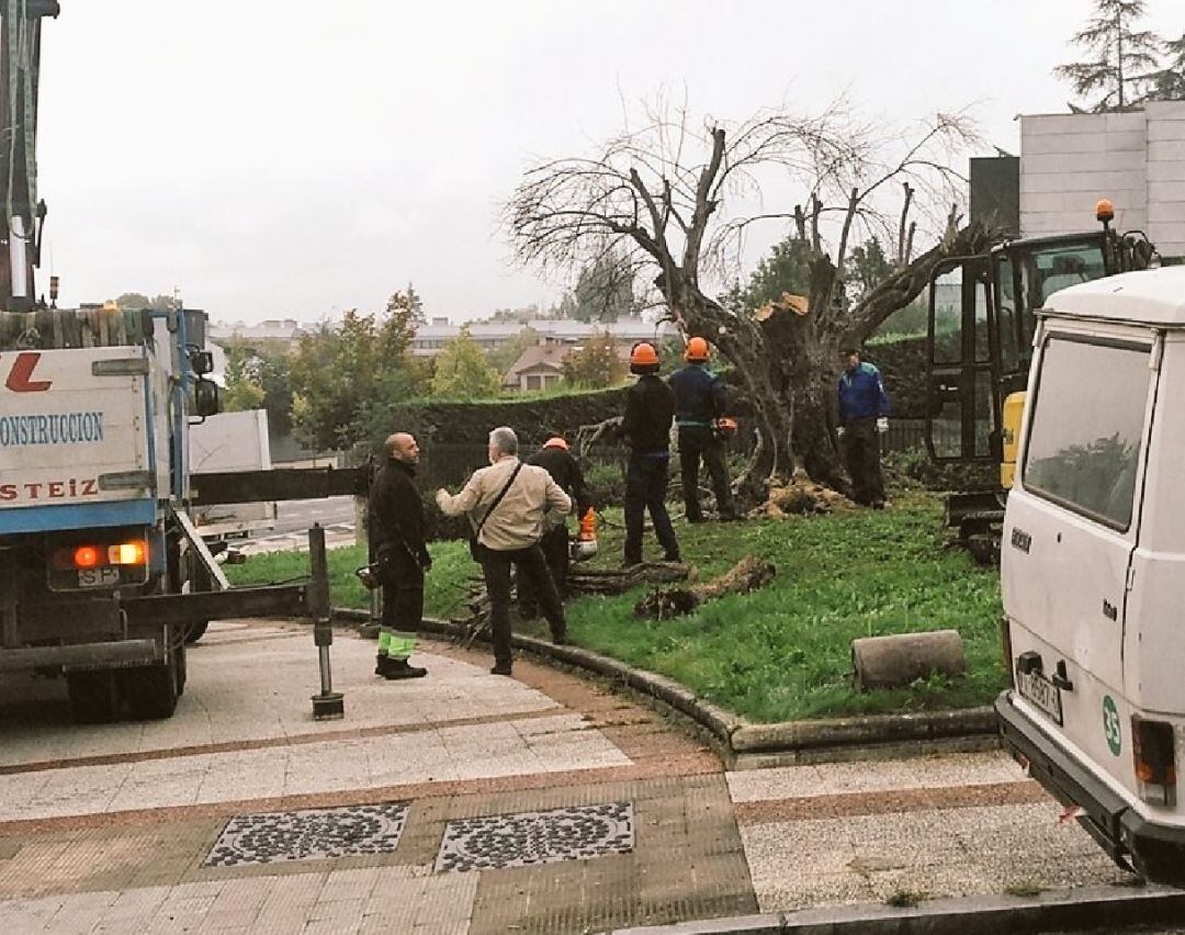 Operarios trabajan en la retirada del olivo de Ariznabarra