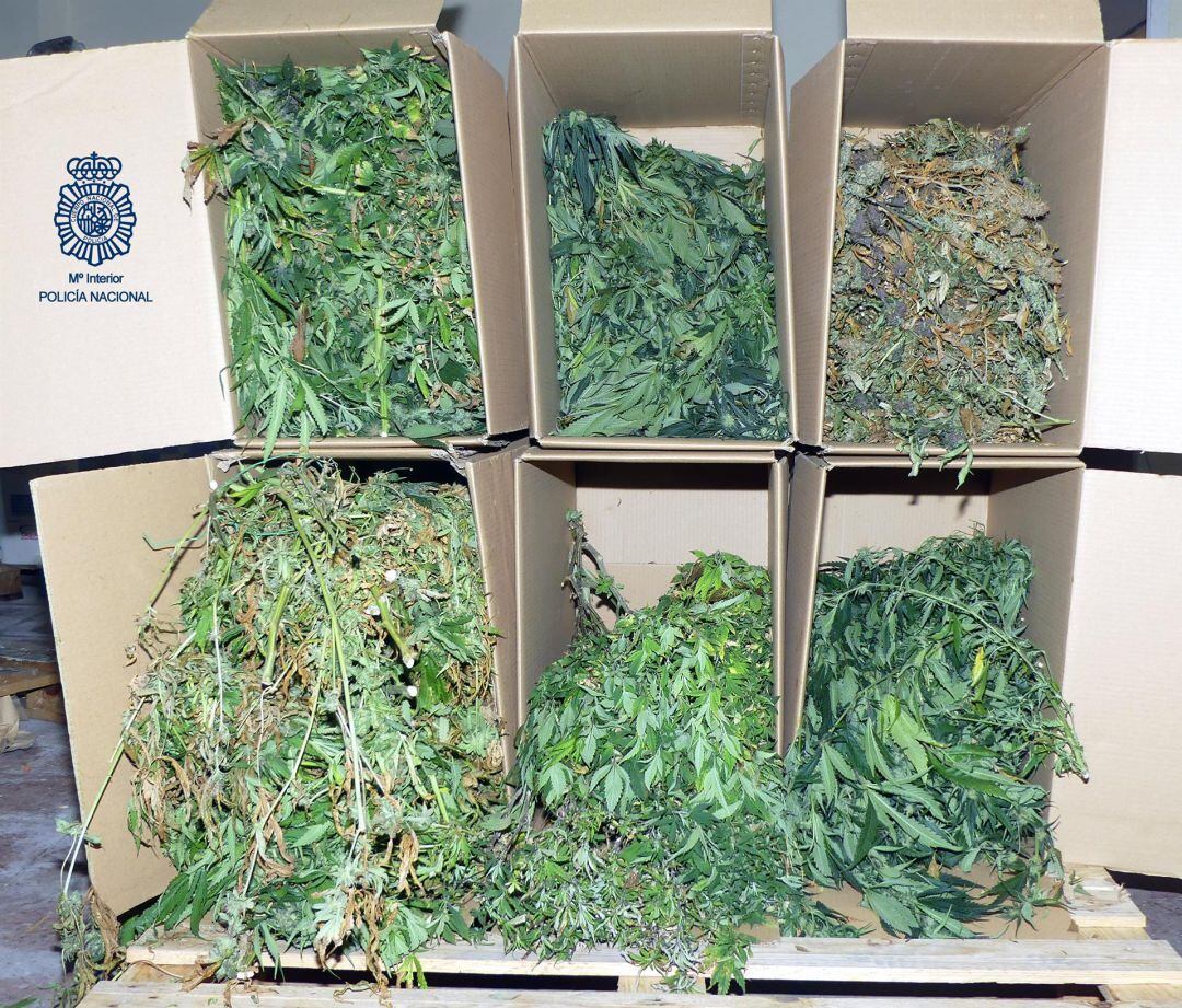 Plantas encontradas en el interior del local