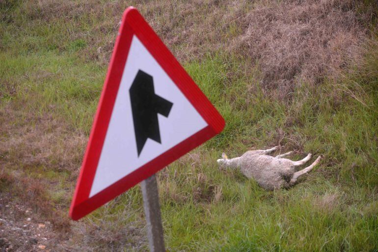 Oveja muerta, al parecer, la causante del accidente ocurrido a la altura del kilómetro 397 de la Autovía del Sur (A-4) en el término municipal de Córdoba