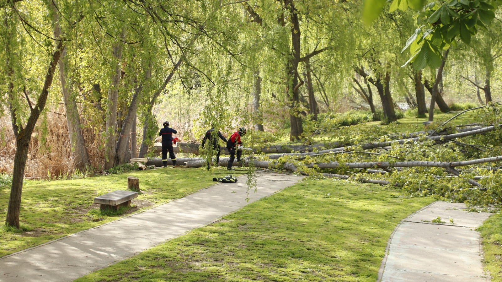 Más imágenes de los árboles caídos junto al río