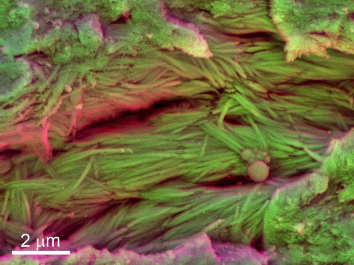 Encontrada sangre de un dinosaurio de hace 75 millones de años