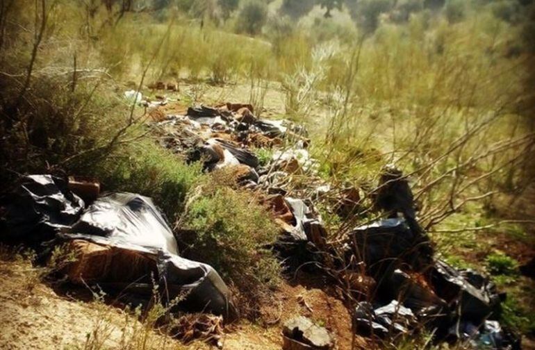 Restos de cultivos de marihuana encontrados en Jun(Granada)