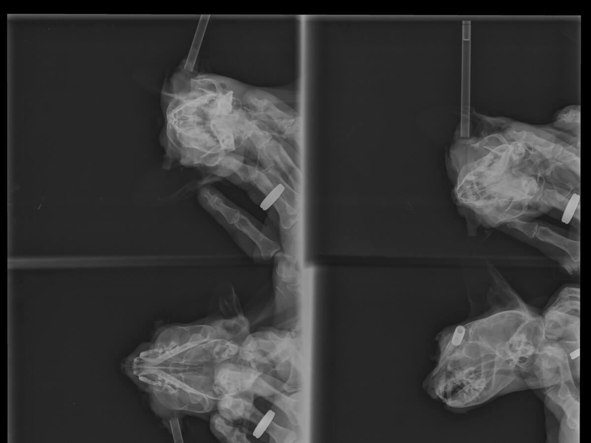 La increíble historia de Suerte, la gata que apareció con la cabeza atravesada por una flecha