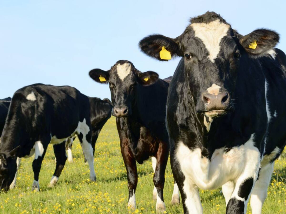 Disminuye la tuberculosis bovina en Palencia y desaparece la brucelosis