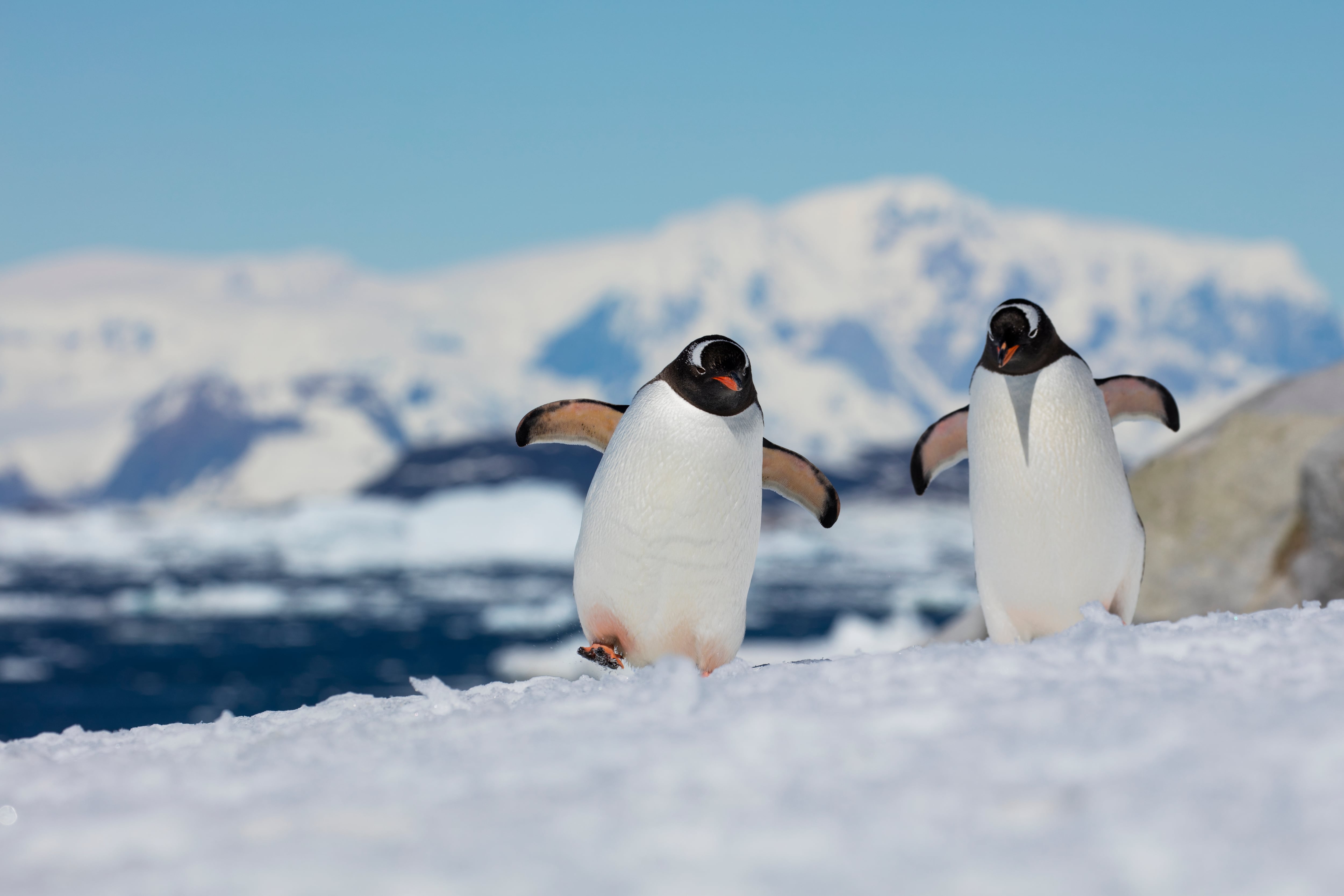 Pingüinos papúa en la isla Peterman Island, en la Antártida