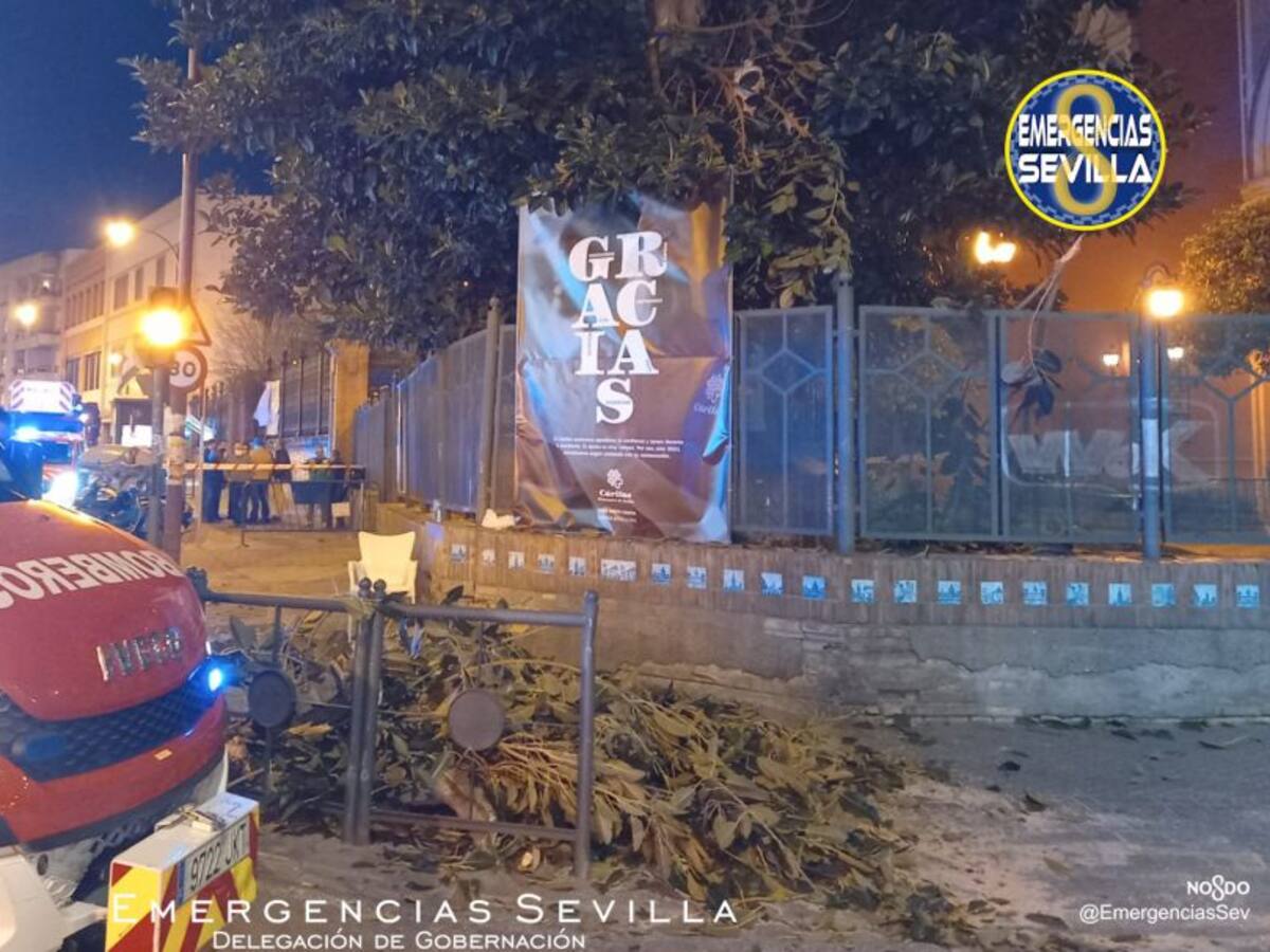 Tres hospitalizados por la caída de una rama del ficus de la parroquia de San Jacinto