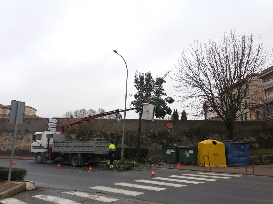 Operarios municipales durante la tala de árboles en Cuéllar