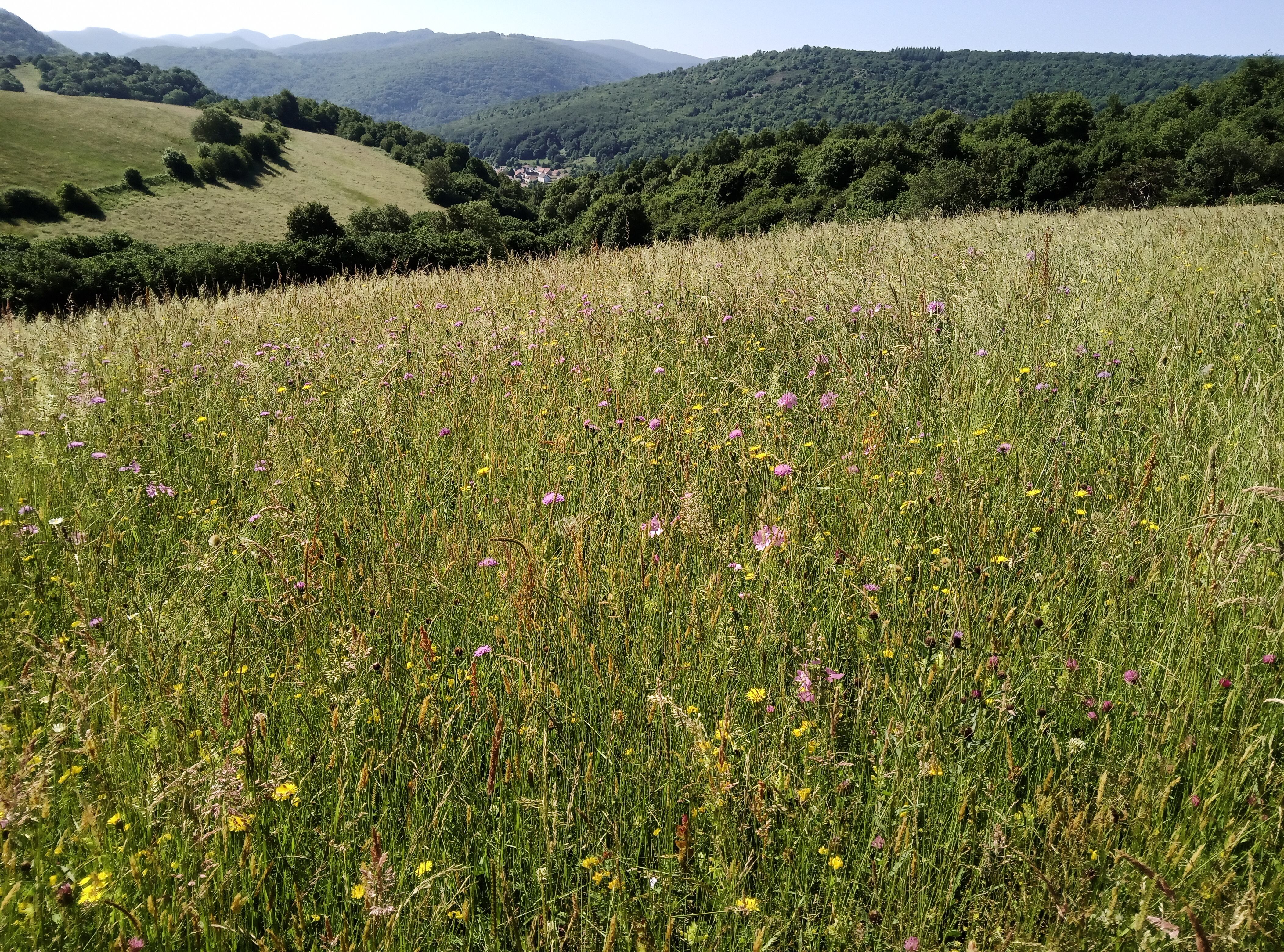 Imagen de un prado en Garralda