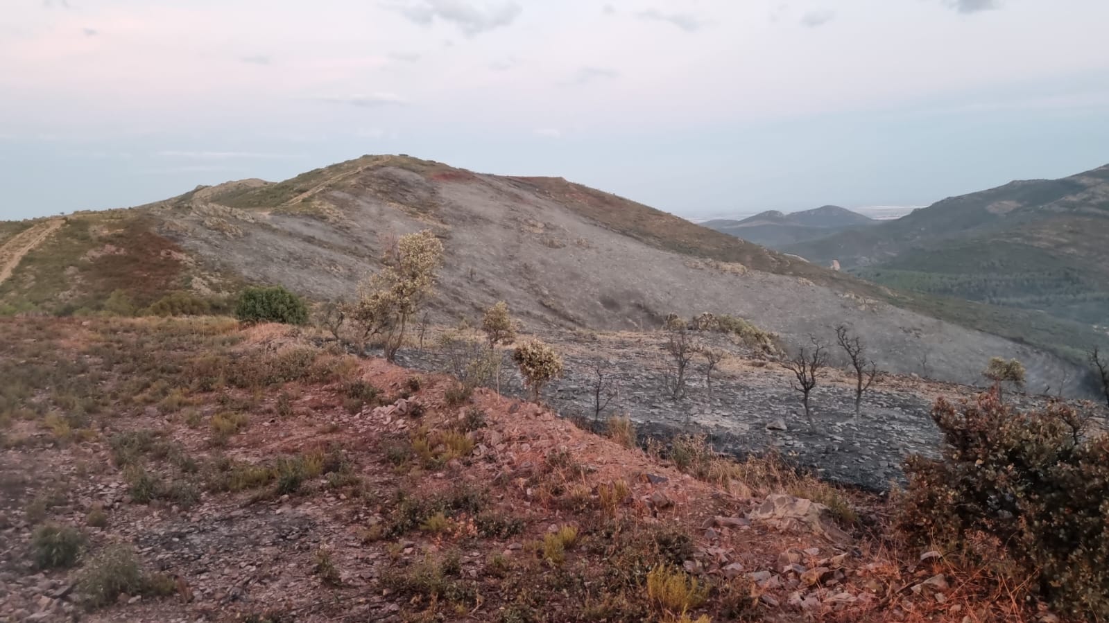 Imagen de la zona quemada en el incendio declarado este sábado en Sierra Luenga, entre Consuegra y Madridejos