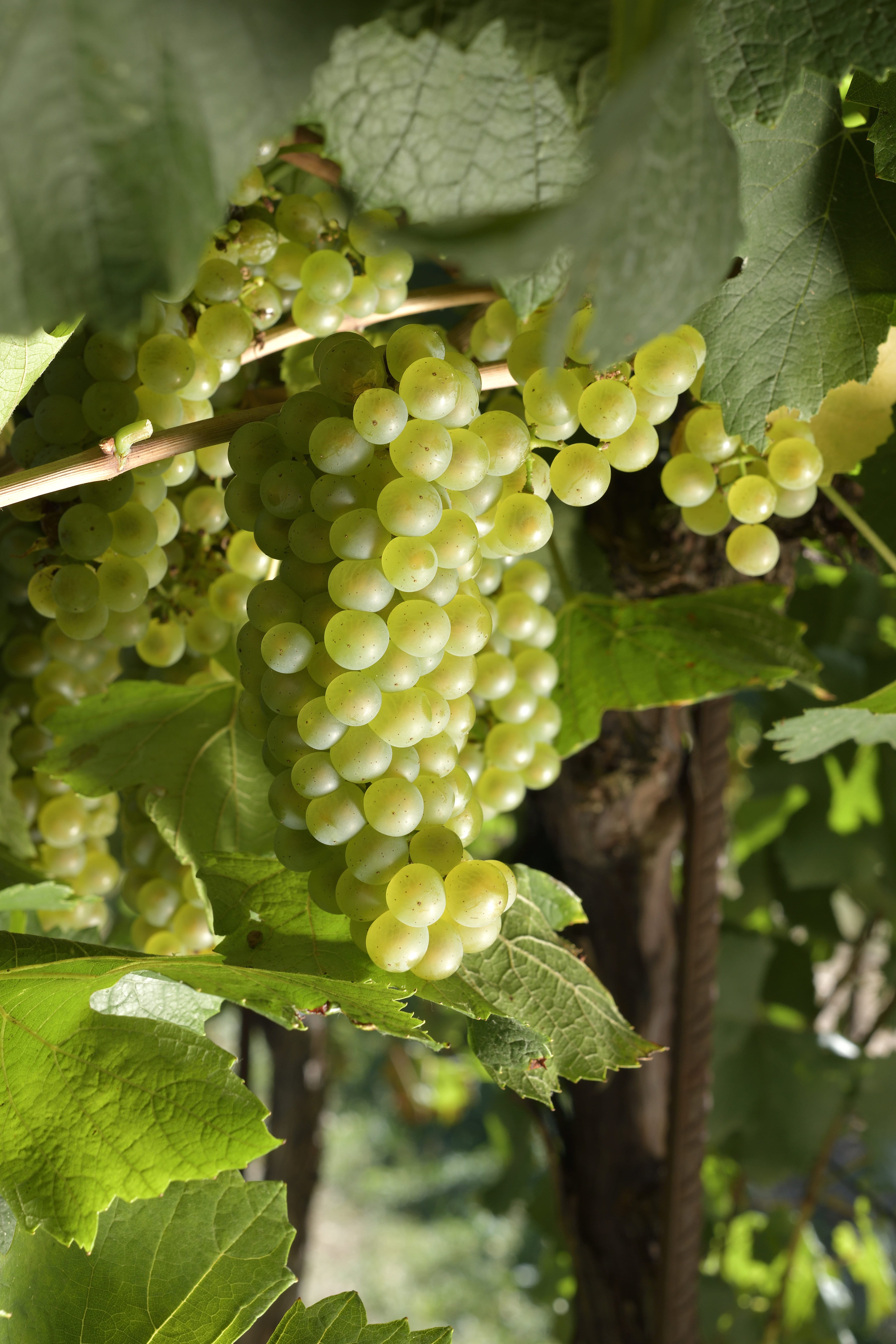 Uva blanca chardonnay