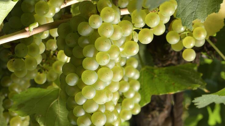 Entrevista con Oscar Torres, director técnico de la DOP Somontano