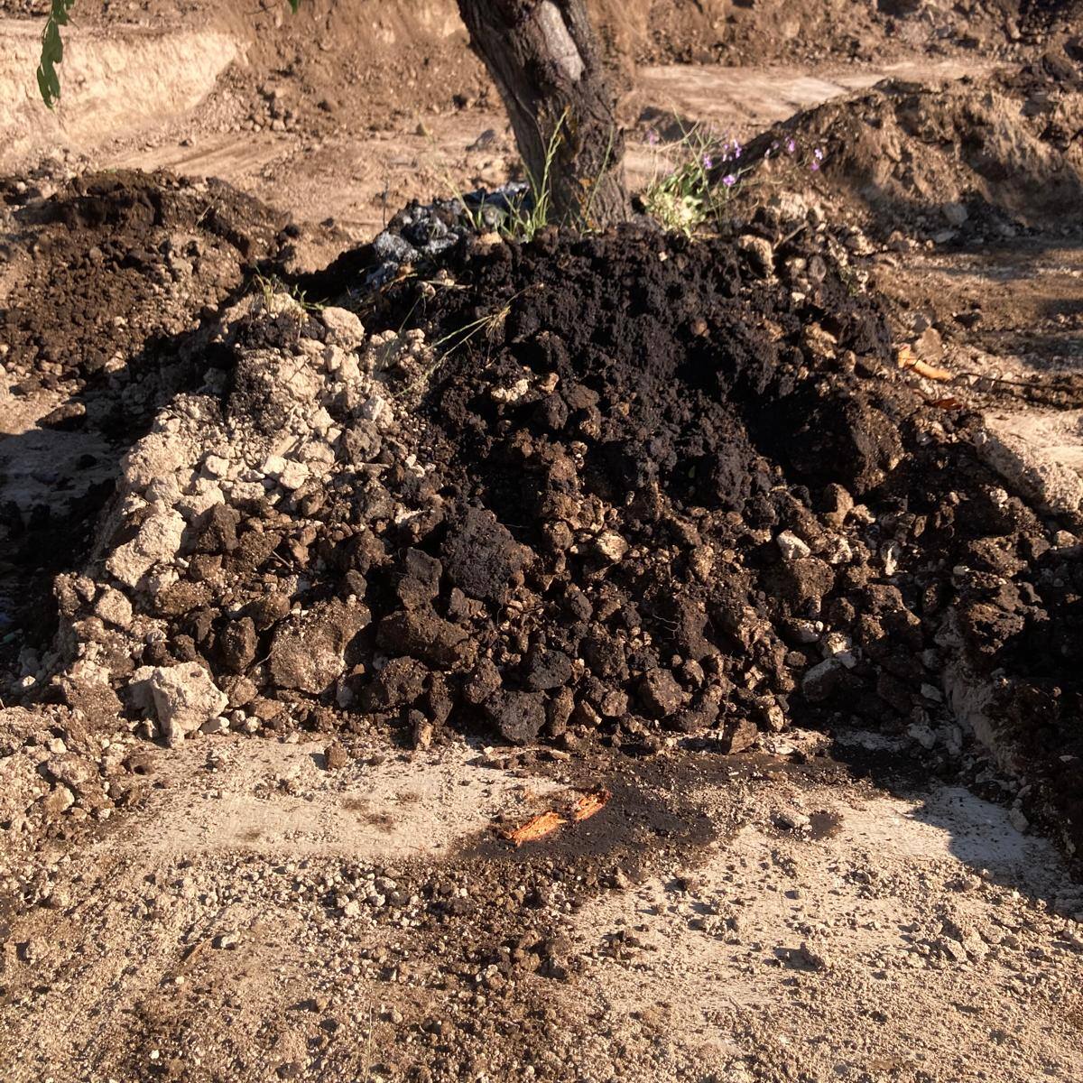 Más de 6.000 metros cuadrados de tierra afectada y almendros marchitos por el vertido de crudo en Calasparra
