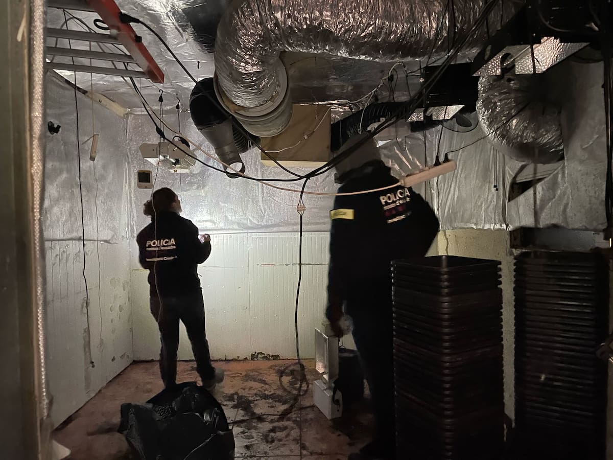 El desmantellament d'una plantació de marihuana a Lloret de Mar, des de dins