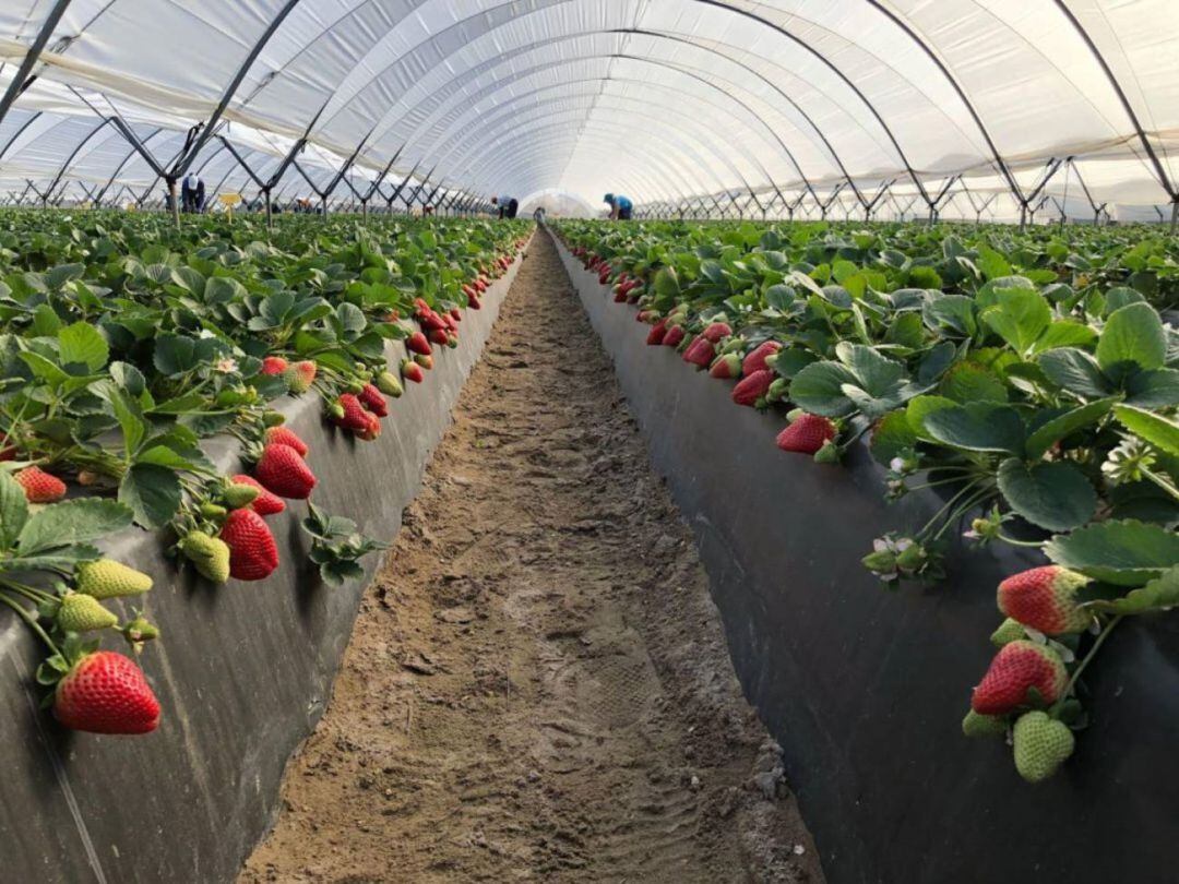 Plantación de fresas