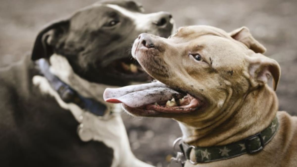 Siete municipios participan en una campaña de control de perros peligrosos