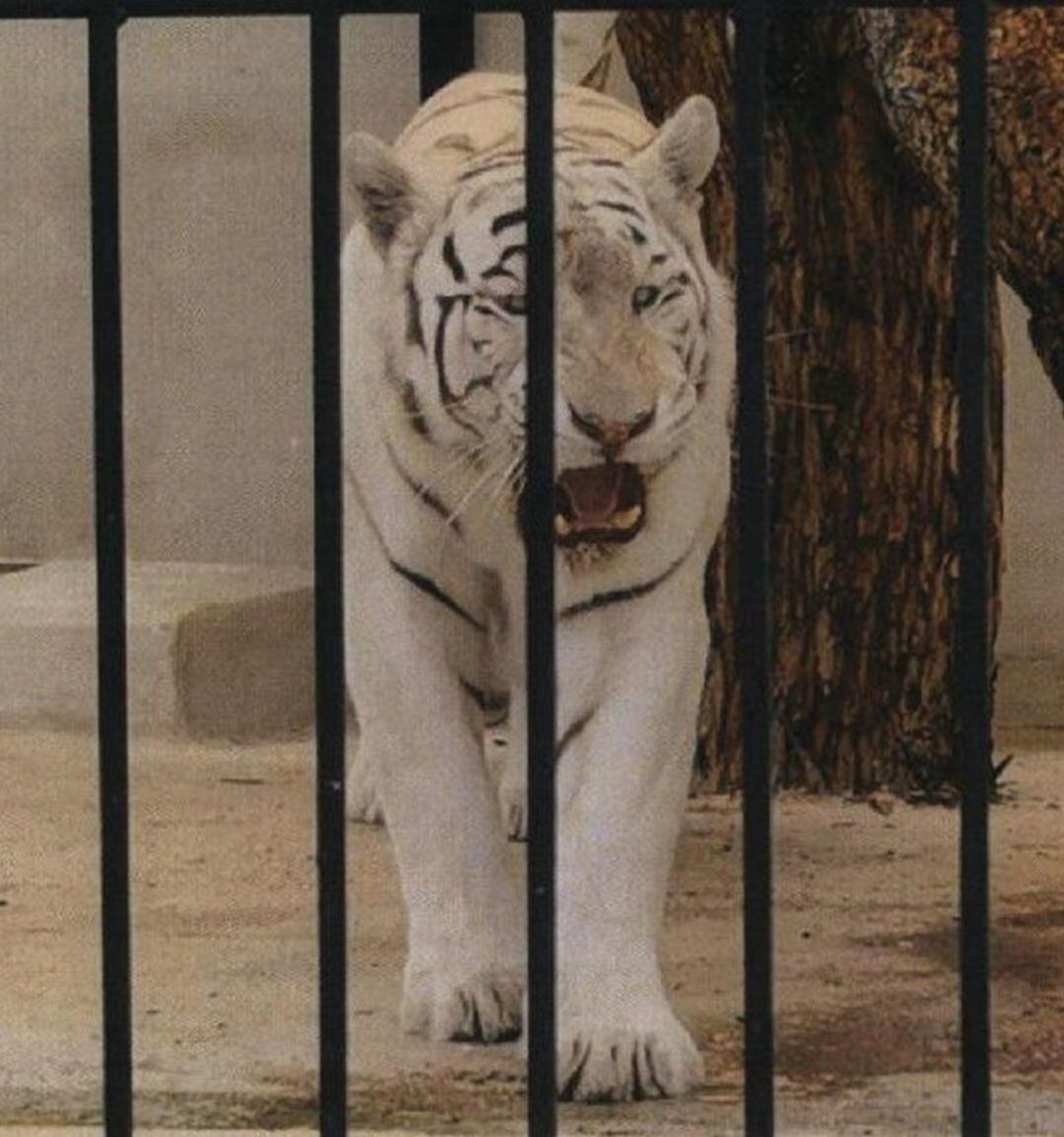 Tigre albino