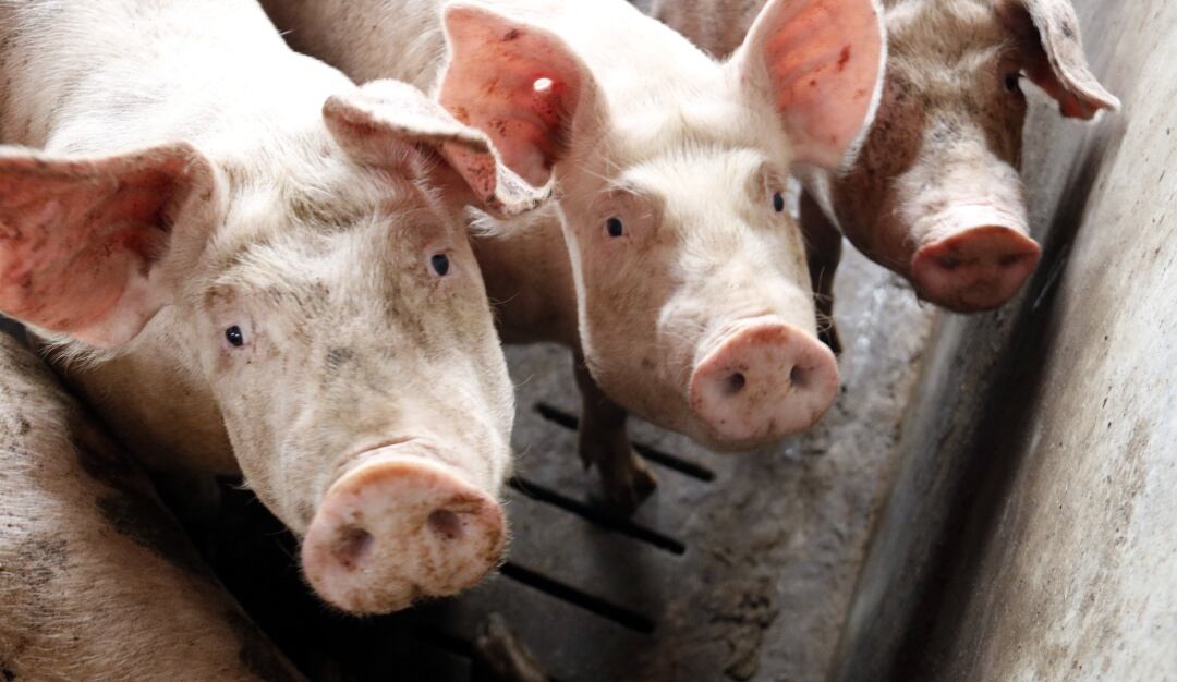Imatge d'arxiu de diversos porcs en una explotació ramadera