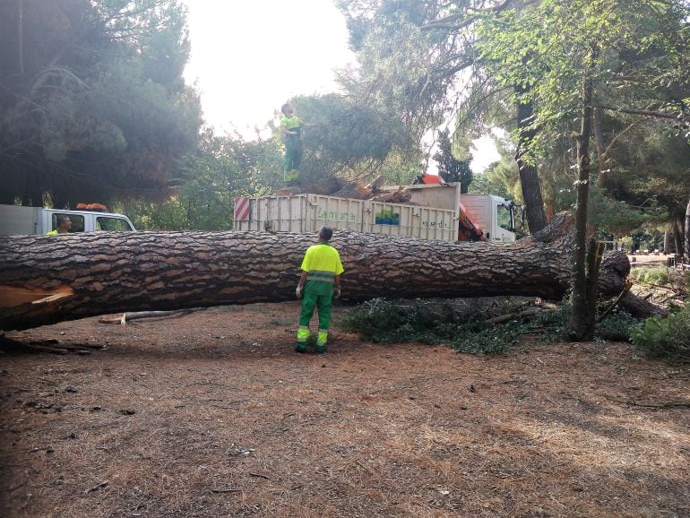 Trabajos de retirada del arbol caido en Valorio