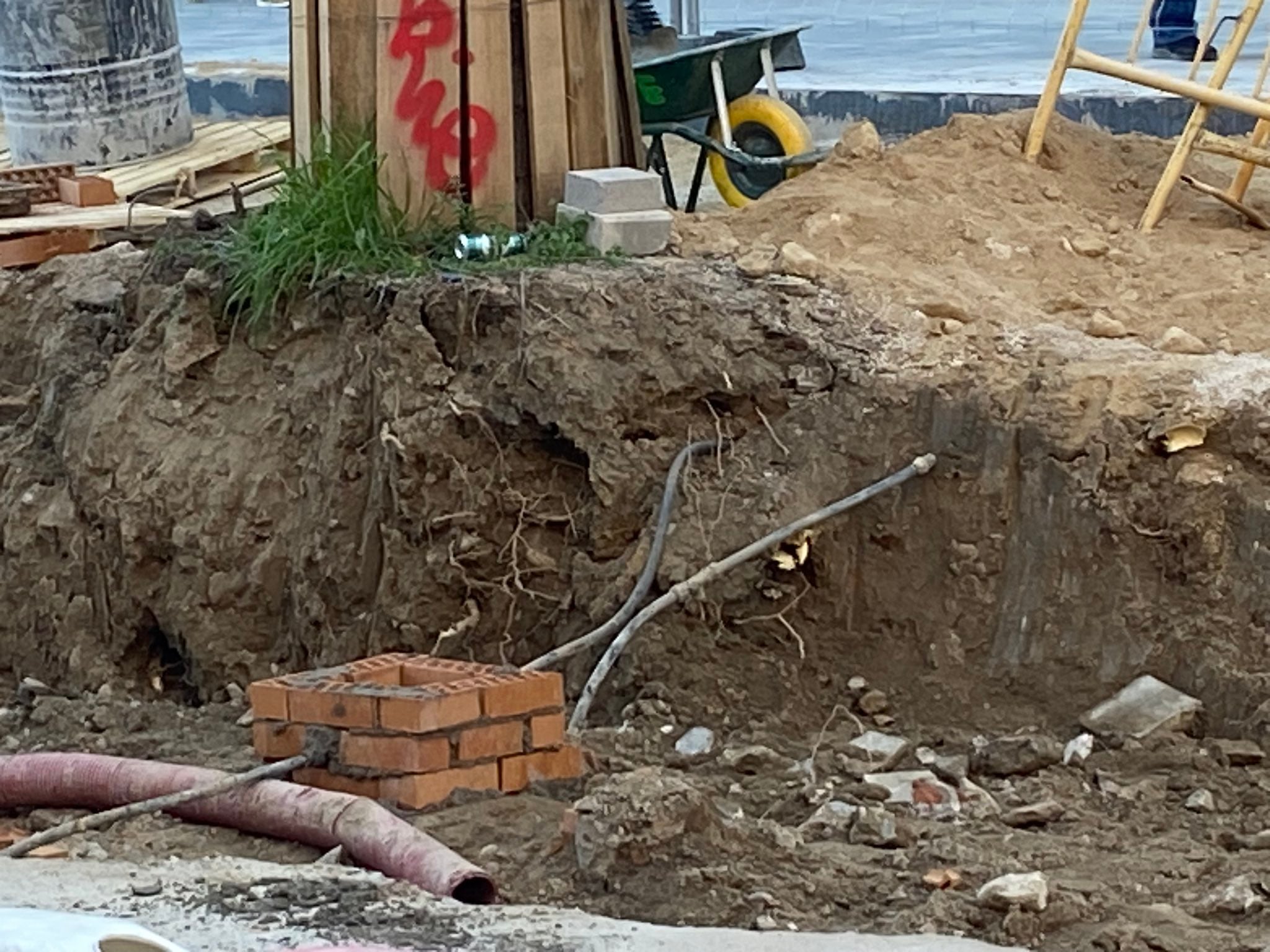 Estado de los árboles durante las obras de reforma de las obras de reforma de la plaza de la Emperatriz en Carabanchel