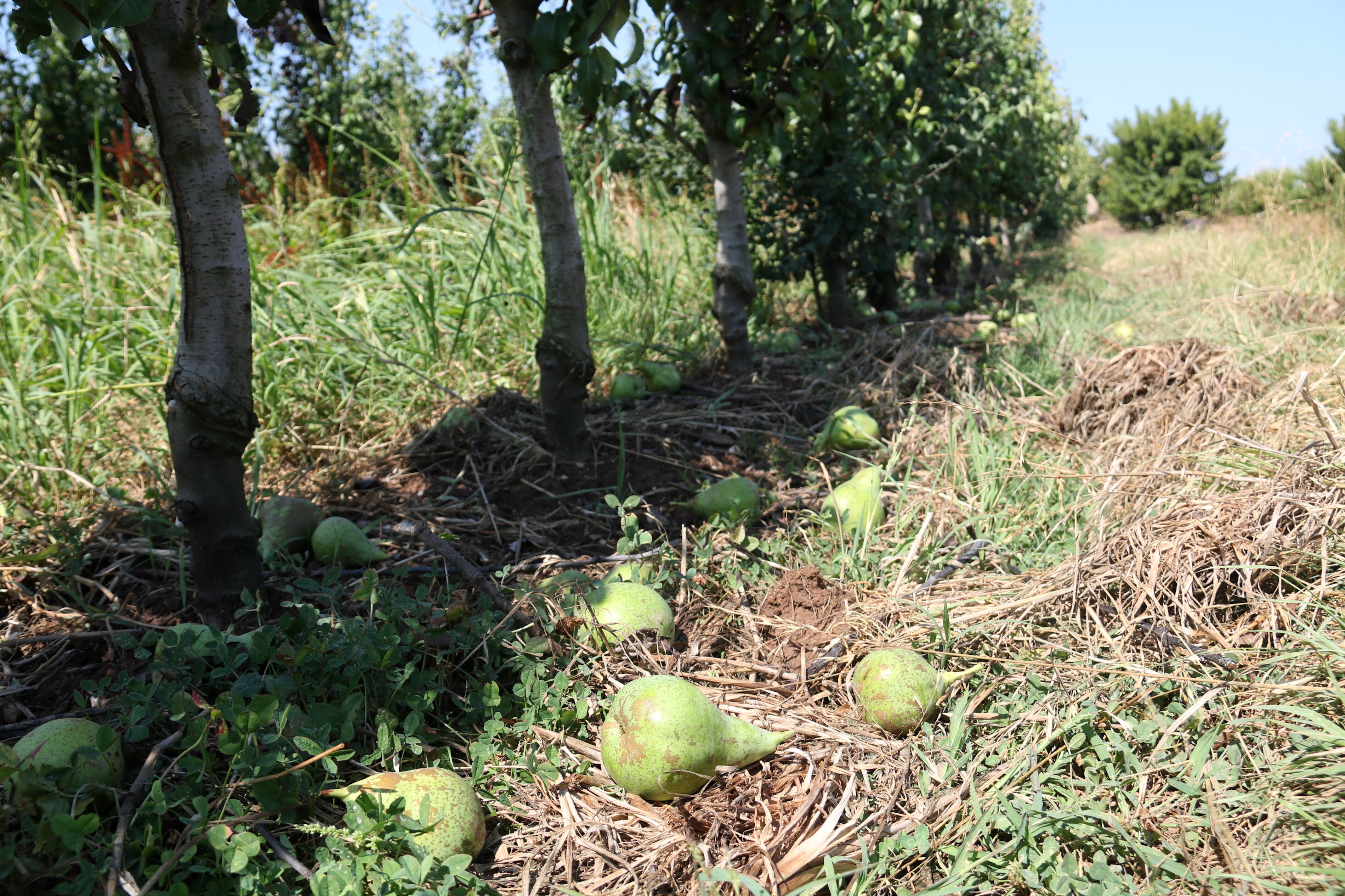 La força del vent les va fer caure.  Foto: ACN.