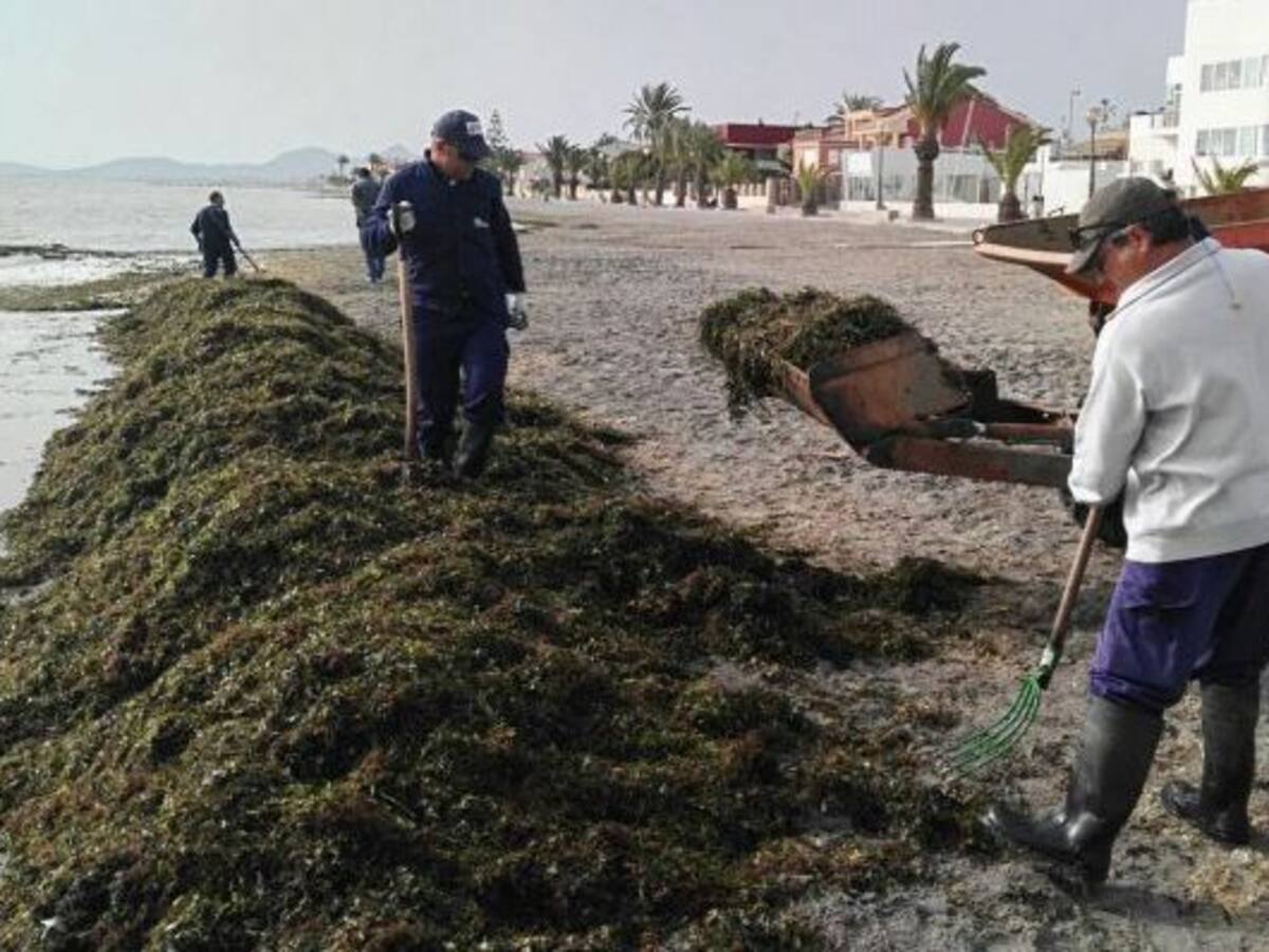 La Comunidad Autónoma prueba nueva maquinaria ligera para limpiar el Mar Menor