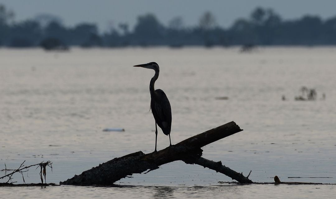 Una garza en una fotografía de archivo.