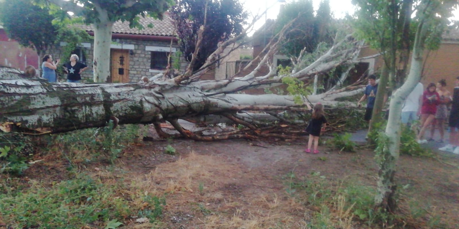 Un árbol derribado debido a la tormenta