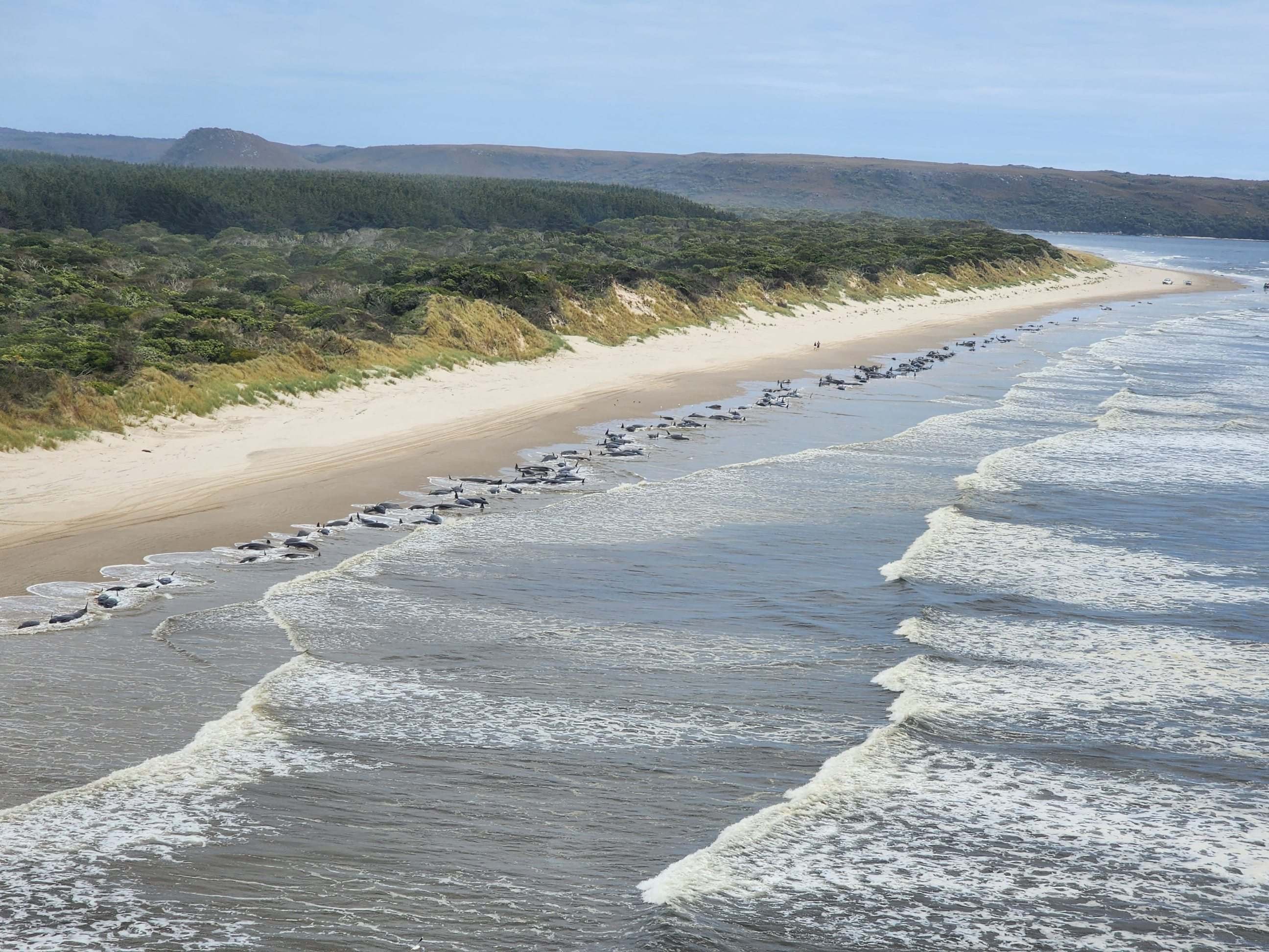 Vista aérea de unas 230 ballenas varadas en una remota playa de la bahía de Macquarie, en el oeste de la isla australiana de Tasmania (Australia), este 21 de septiembre.