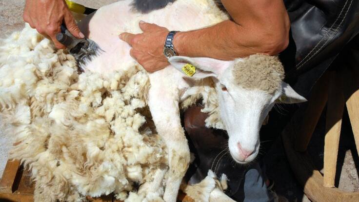 "Esquilar no es un capricho"