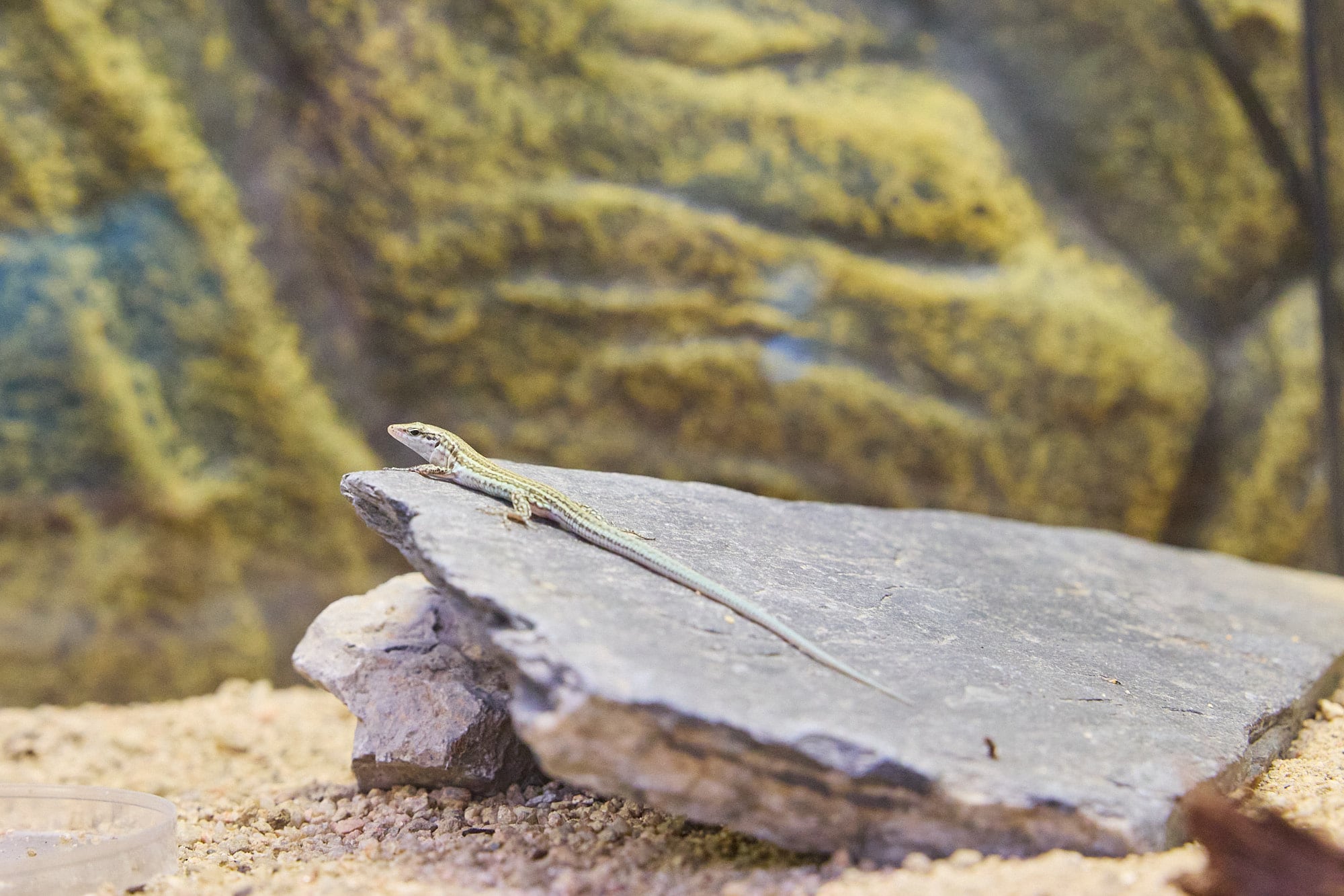 Imagen de la lagartija pitiusa