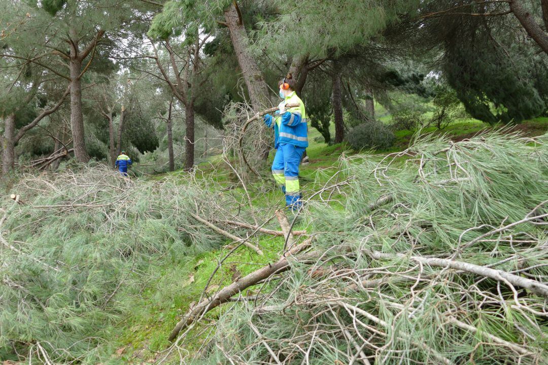 Reacondicionamiento de los parques de Móstoles tras el paso de Filomena