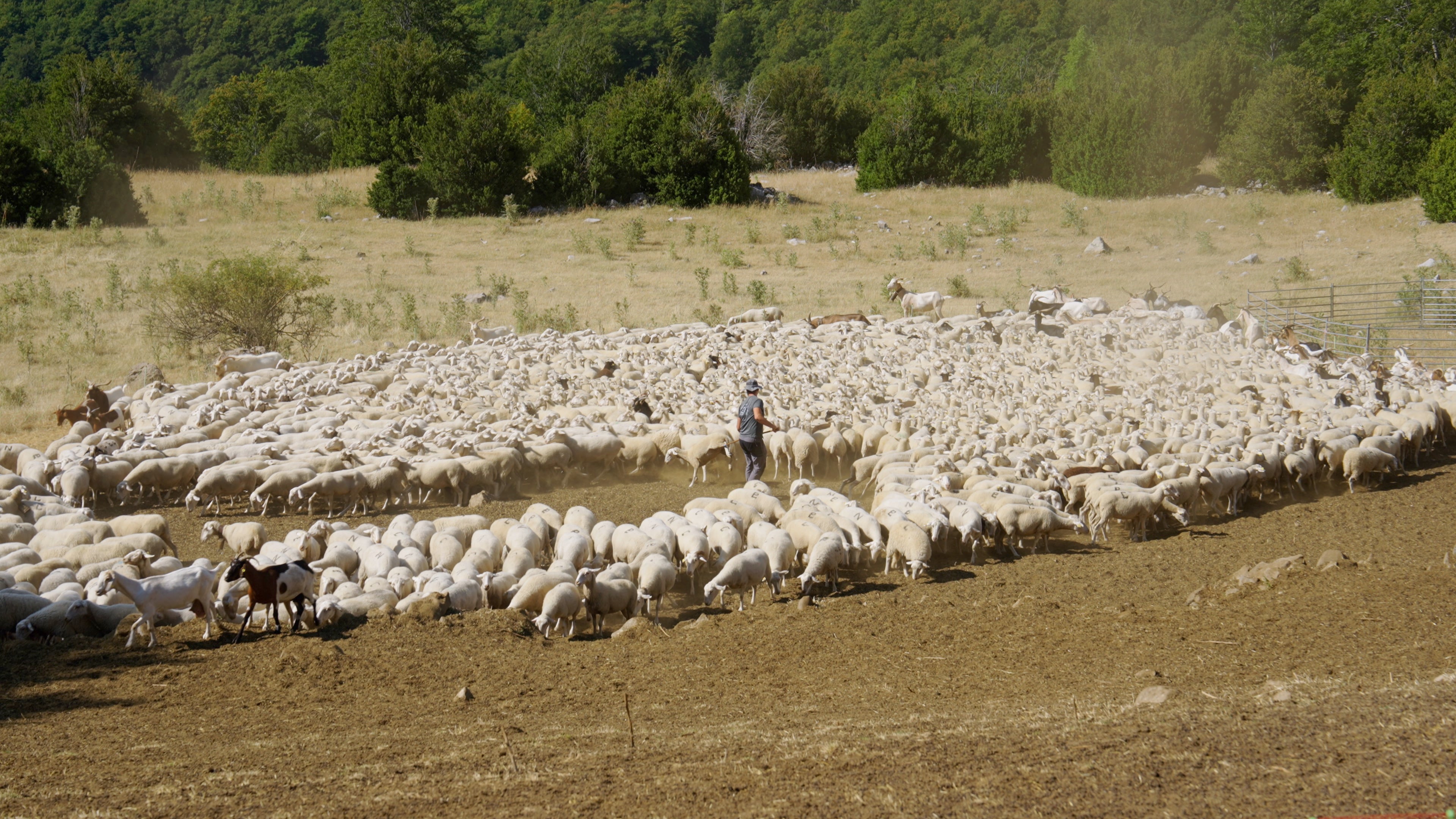 Los improvisados pastores podrán conocer el papel del pastoreo en el equilibrio del paisaje y el bienestar del ganado