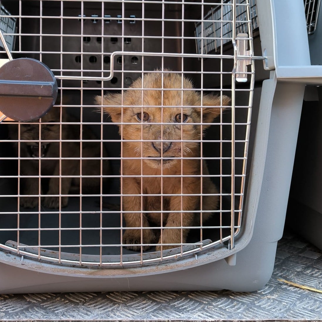 Leones rescatados en Primadomus, en Villena