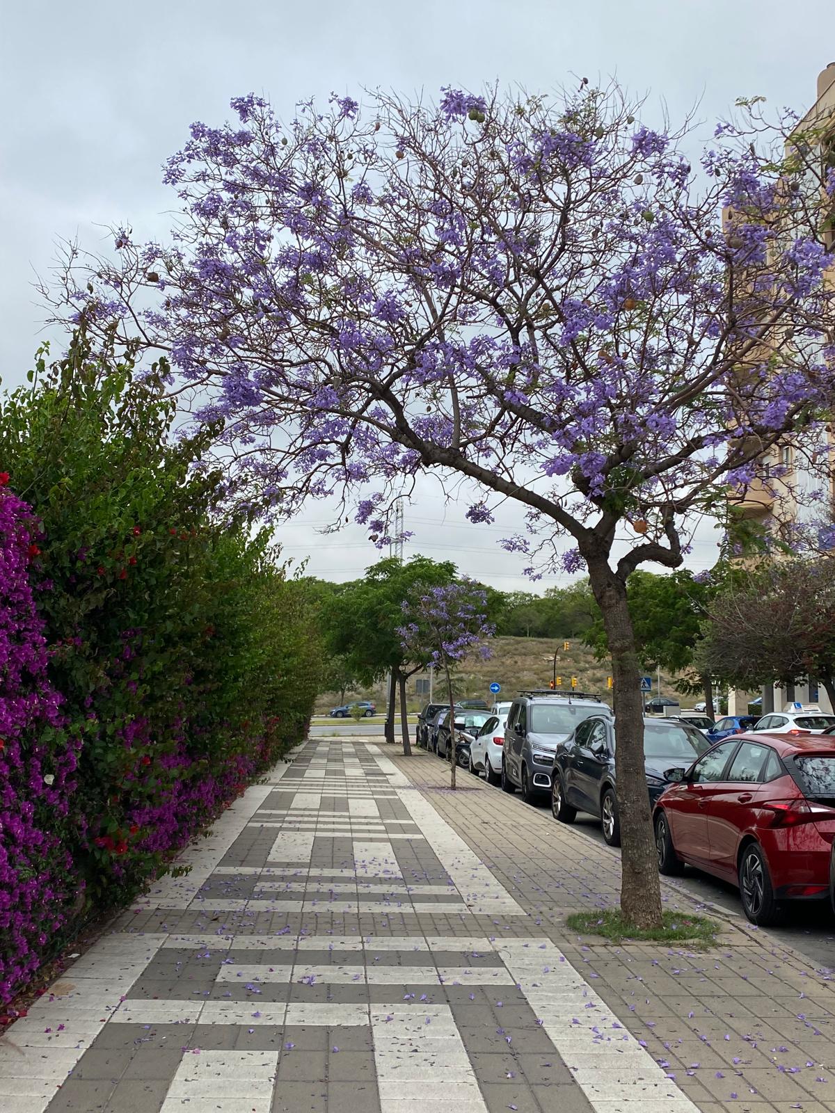 Jacarandas en una vía de Teatinos