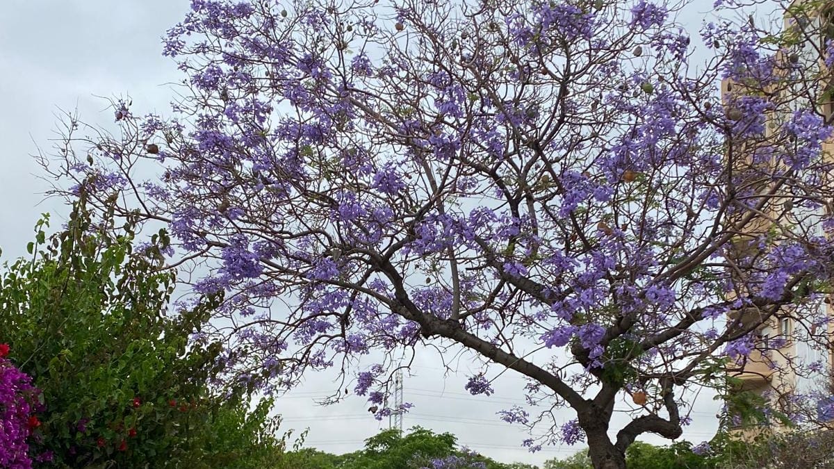 Luces y sombras de las jacarandas en Málaga