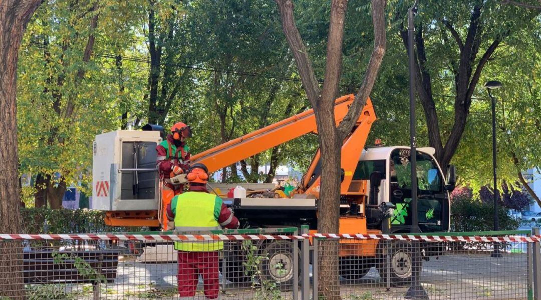 Trabajos de poda y saneamiento en San Sebastián de los Reyes