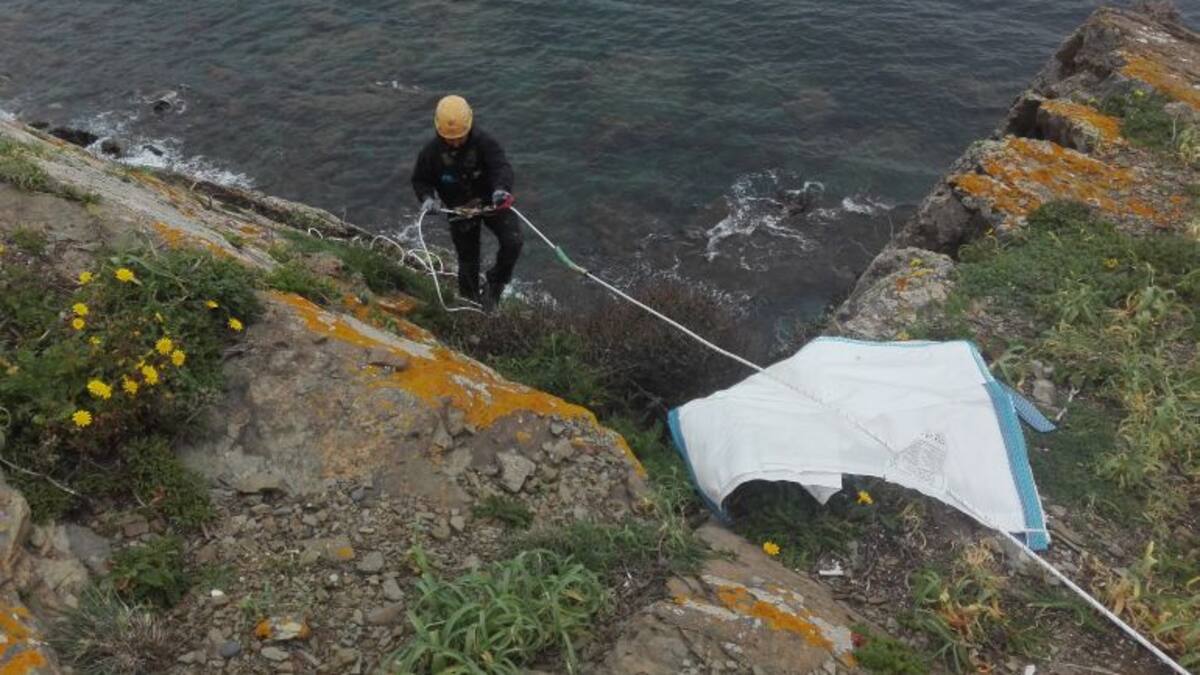 El Consell extirpó 40 toneladas de plantas invasoras en 2017